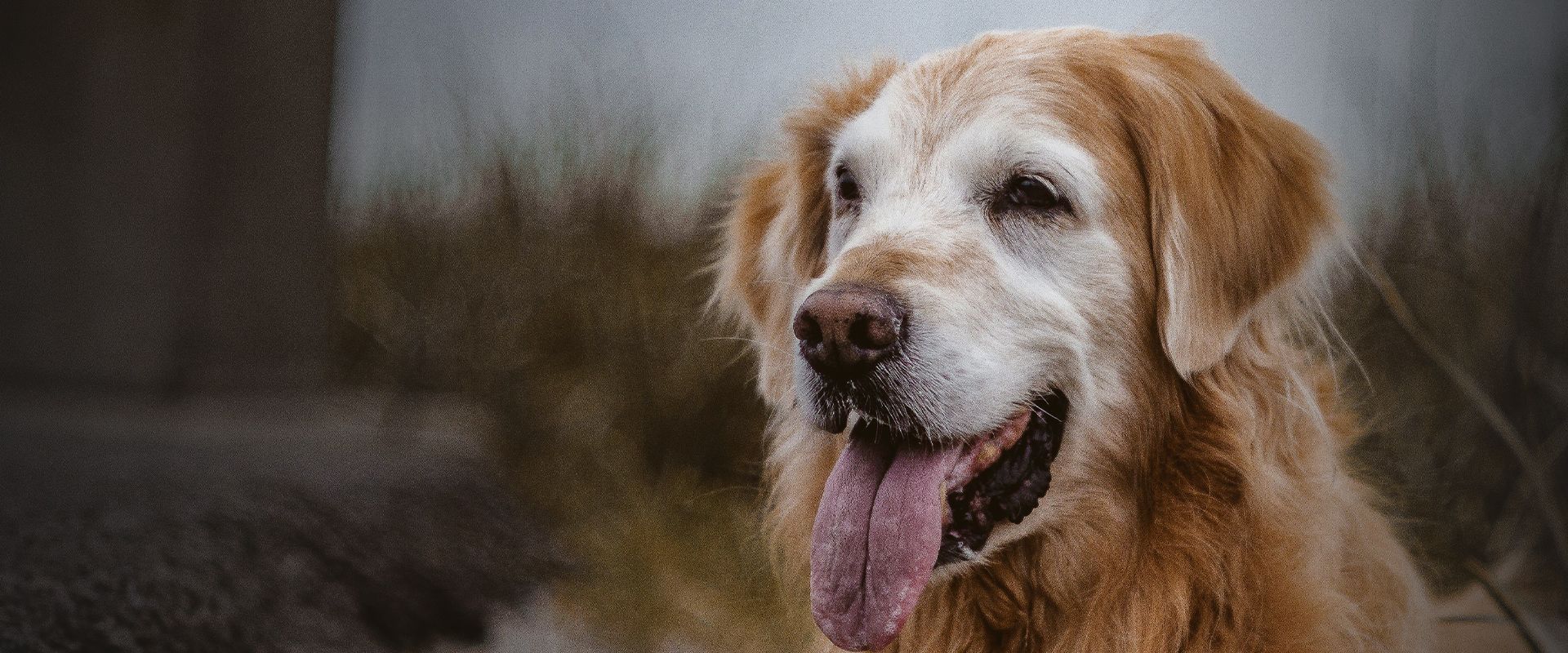 old golden retriever dog