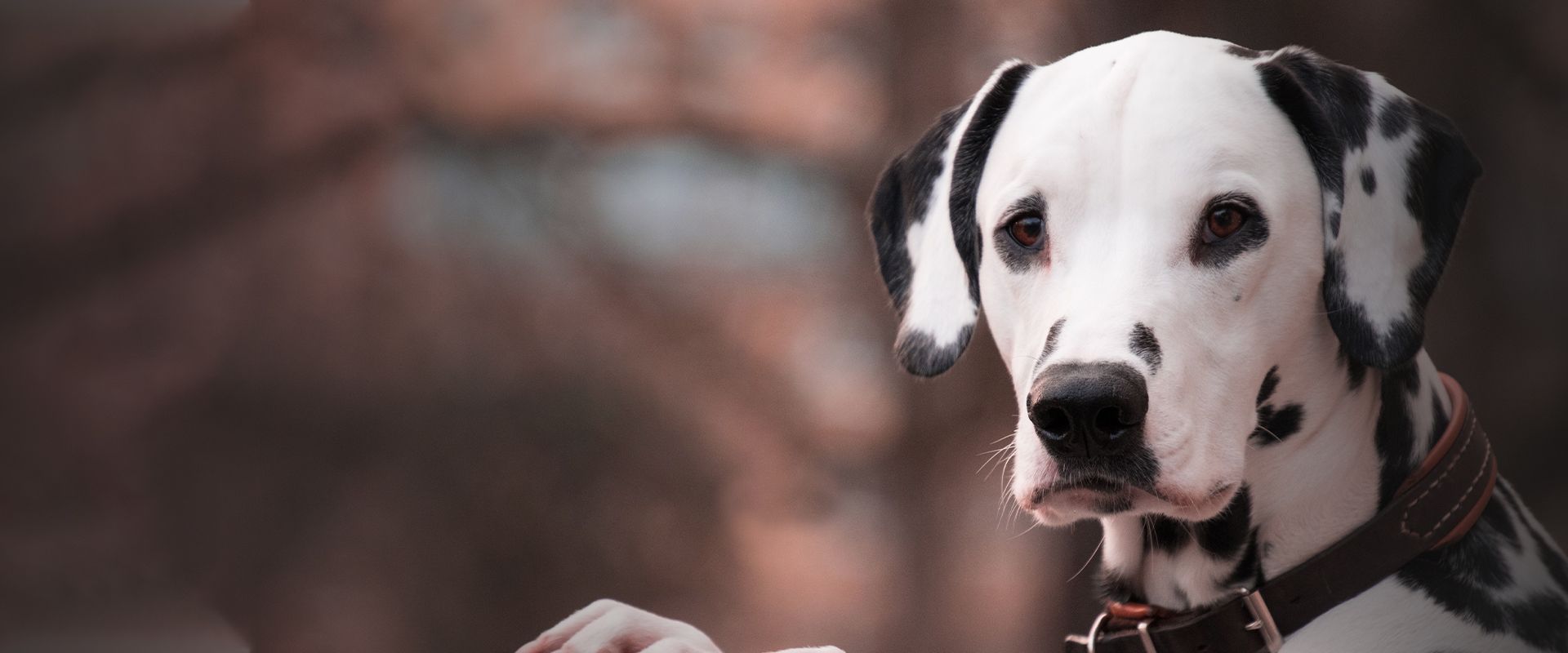 dalmatian dog looking at the camera