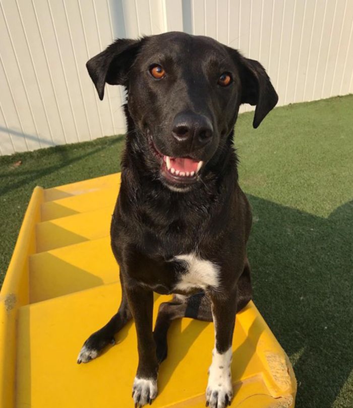 Black dog in a yellow trainer slide