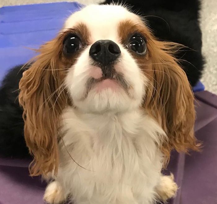 Puppy cavalier king charles spaniel