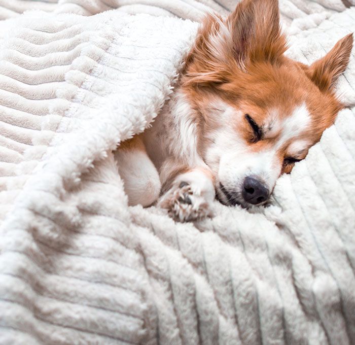 Dog sleeping on white blanket