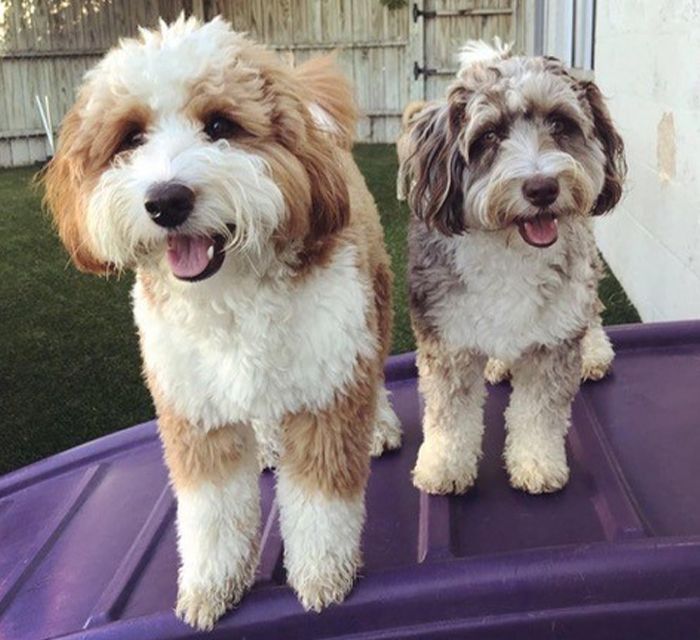 two furry dogs at pampered pooch playground dog daycare