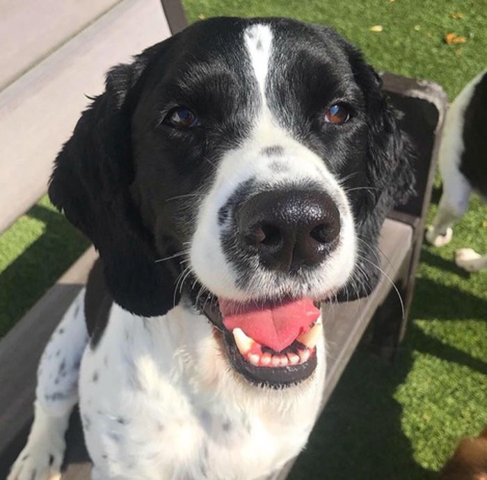 Black and white dog smiling