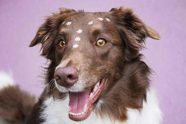 dog-g95a41d026_640