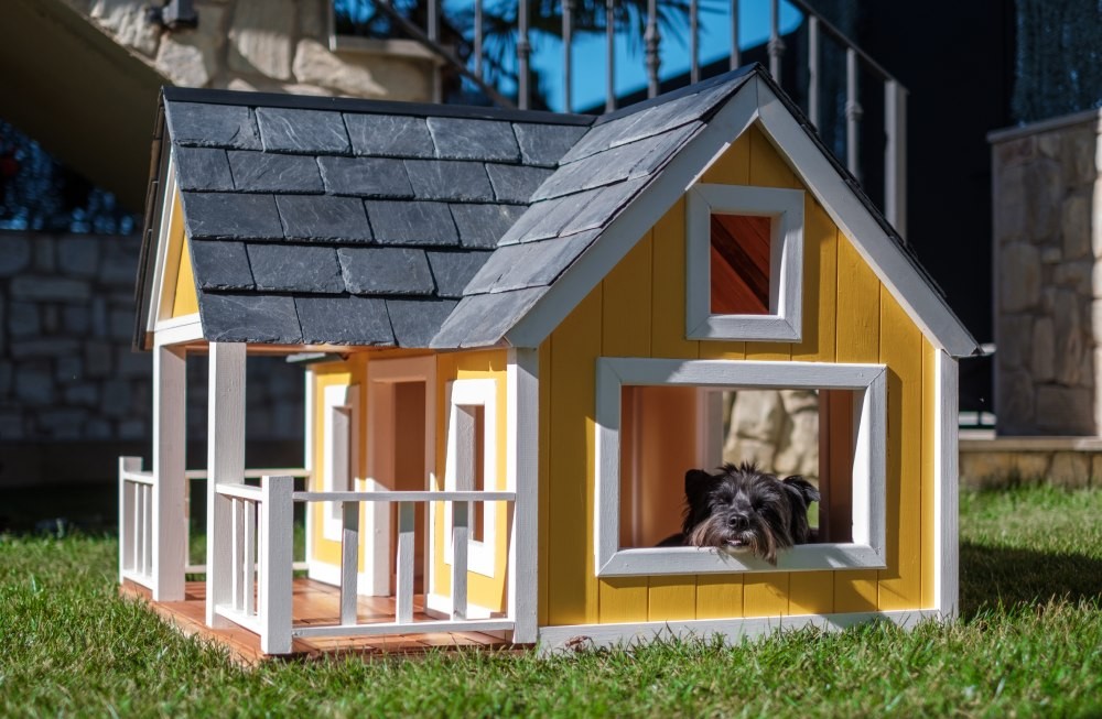 yorkshire-terrier-in-a-yellow-dog-house-2023-11-27-05-18-43-utc