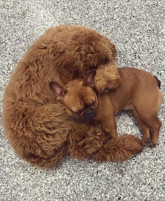 Cute dogs hugging each other