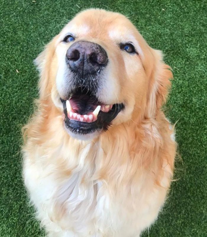 Golden retriever smiling