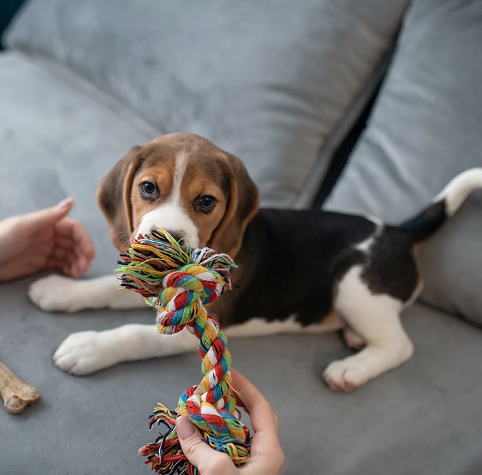 cute beagle puppy playing with bone toy