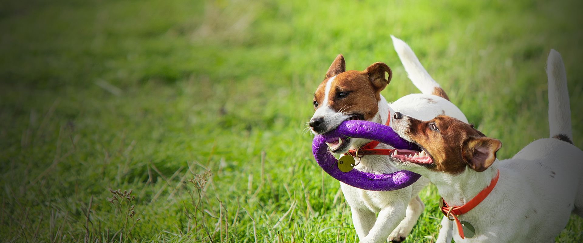 dog performing sports taking competition