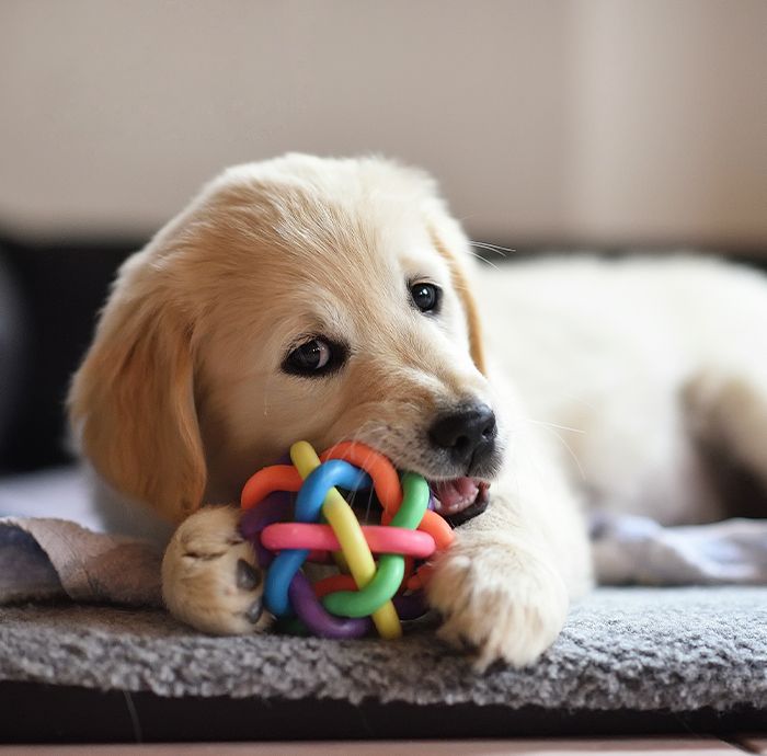 golden retriever puppy playing with a toy